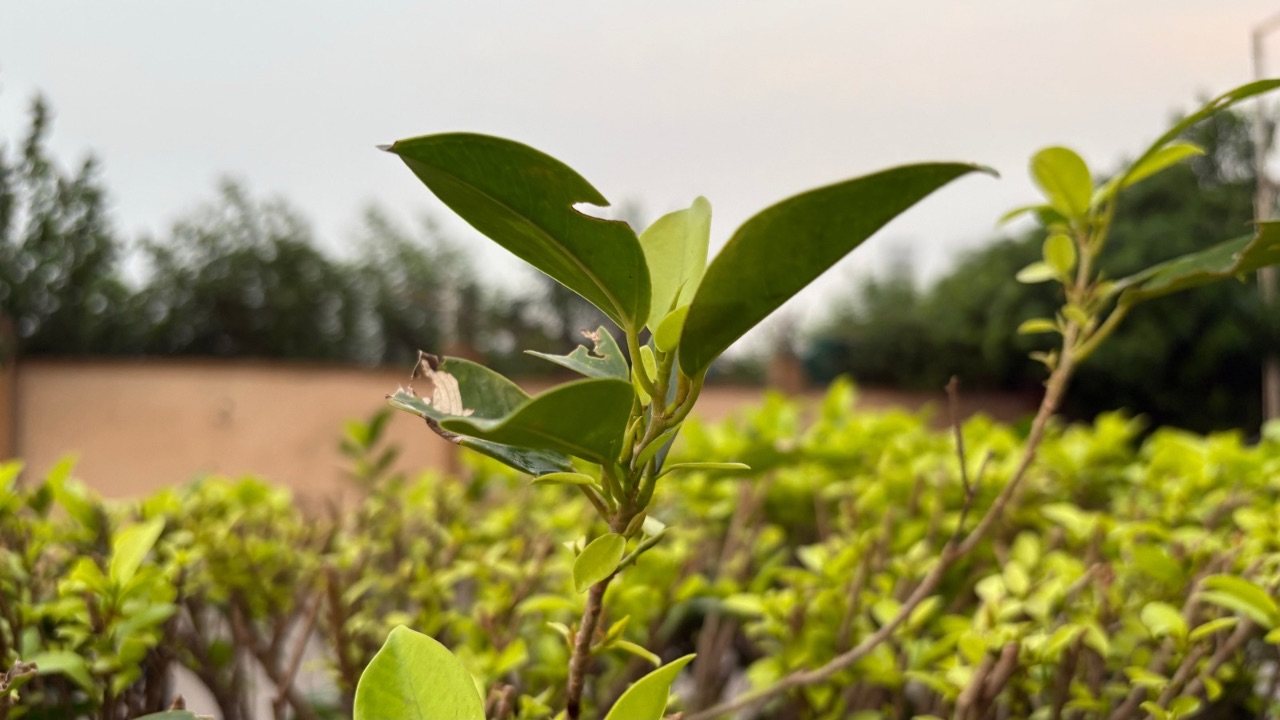 iPhone 16 outdoor shot