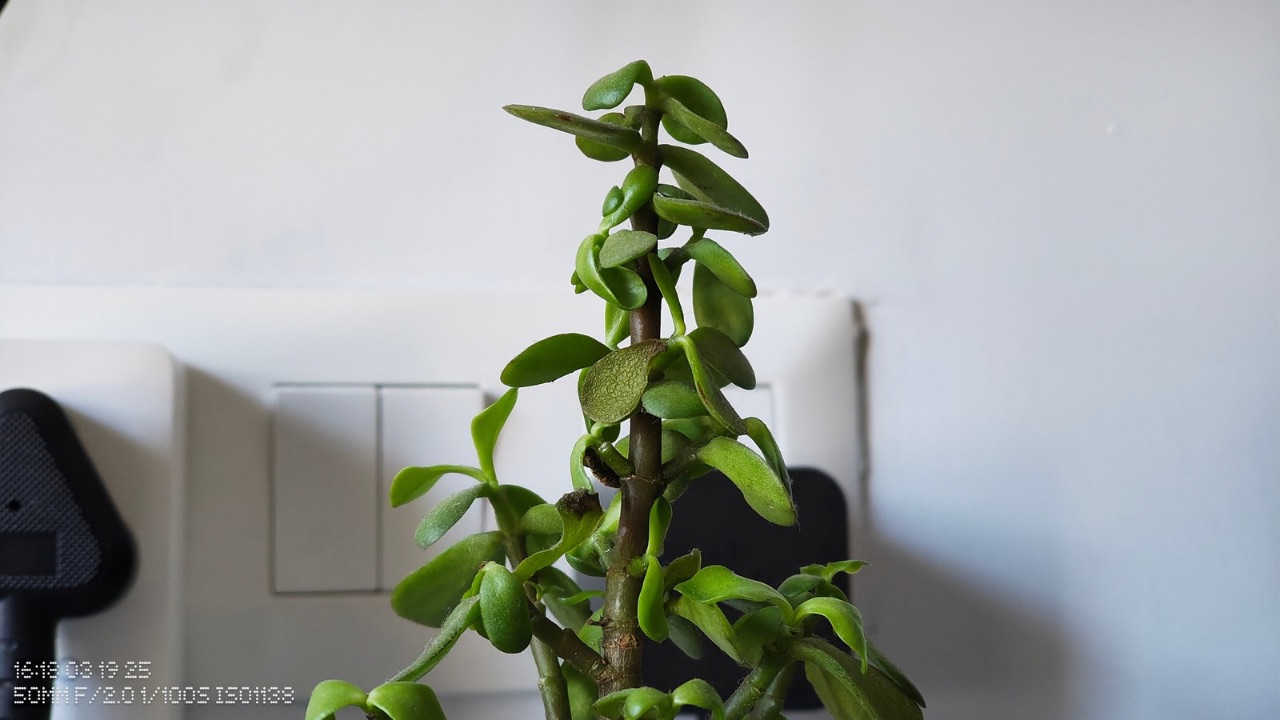 Nothing Phone (3a) portrait