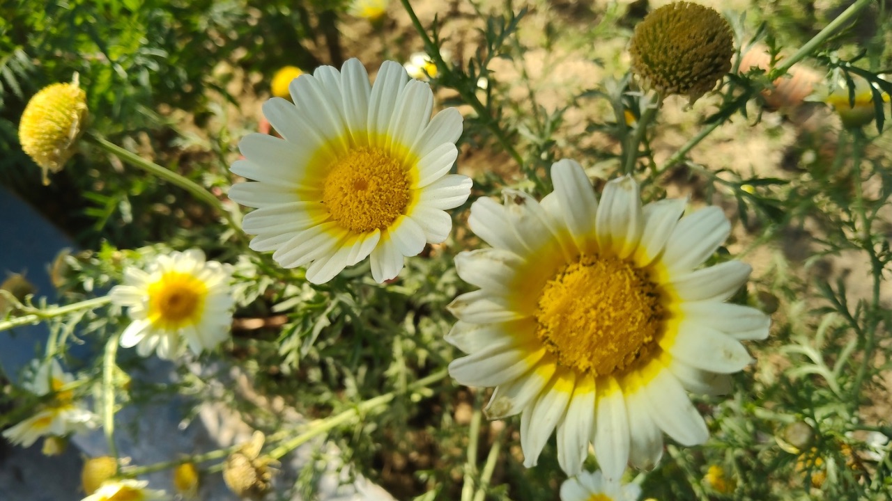 Oppo F29 5G portrait