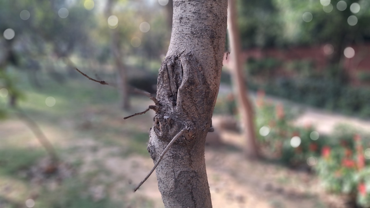 Galaxy A26 5G portrait