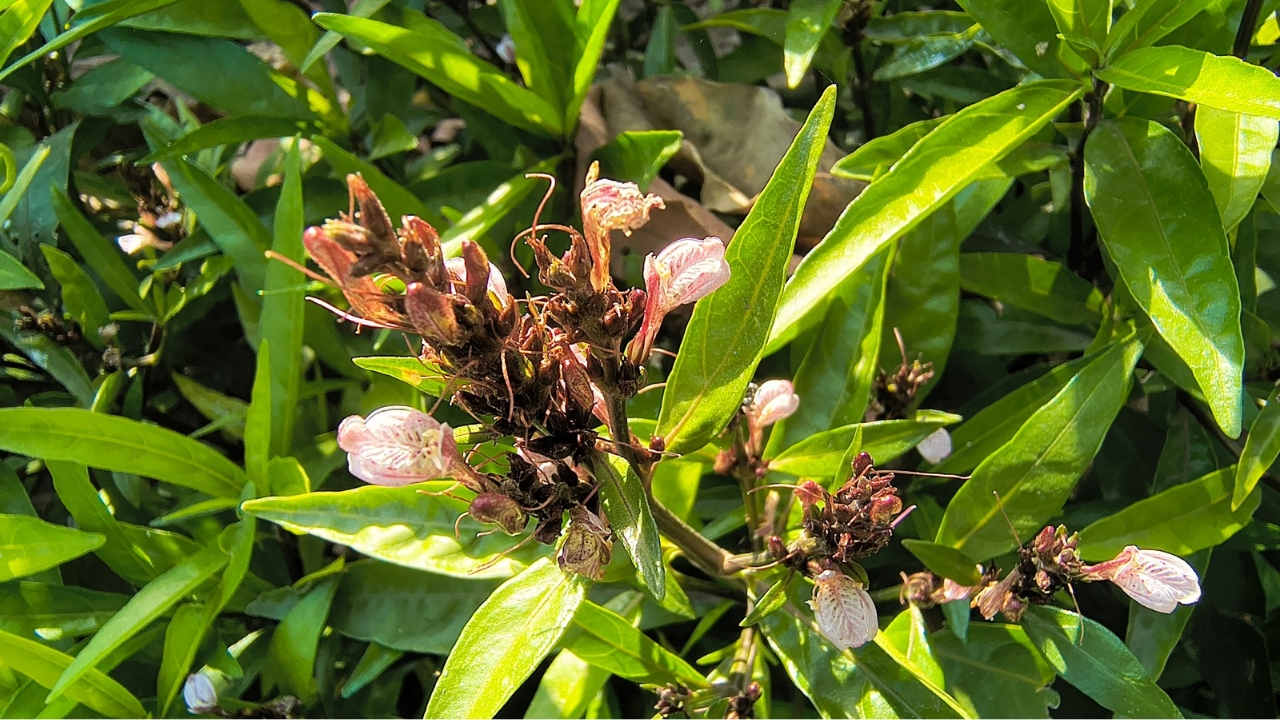 moto edge 60 fusion macro