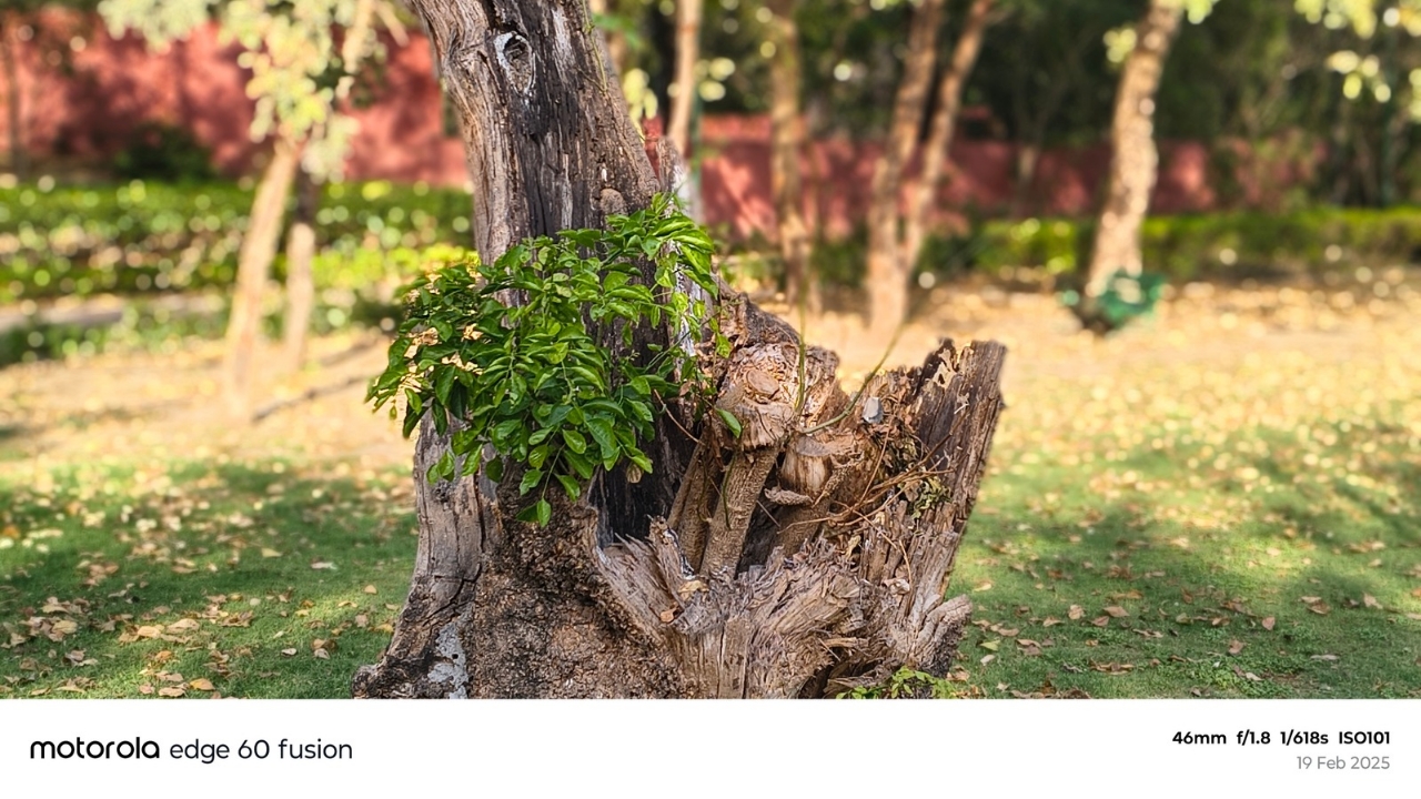 moto edge 60 fusion portrait