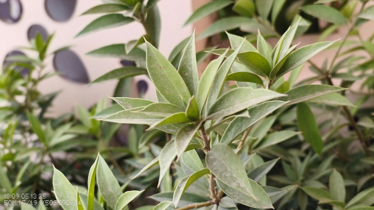 CMF Phone 2 Pro 2x portrait