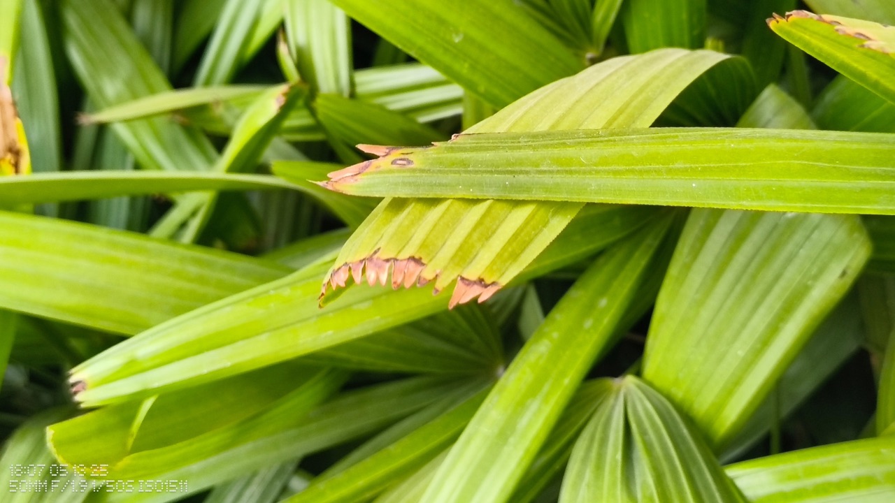 CMF Phone 2 Pro 2x shot