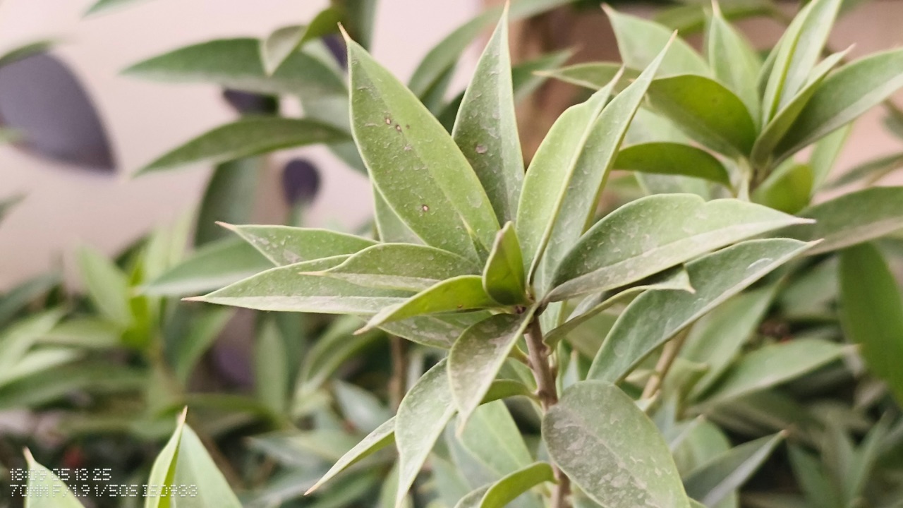 CMF Phone 2 Pro 3x portrait