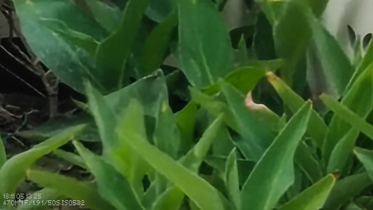 CMF phone 2 pro 20x shot