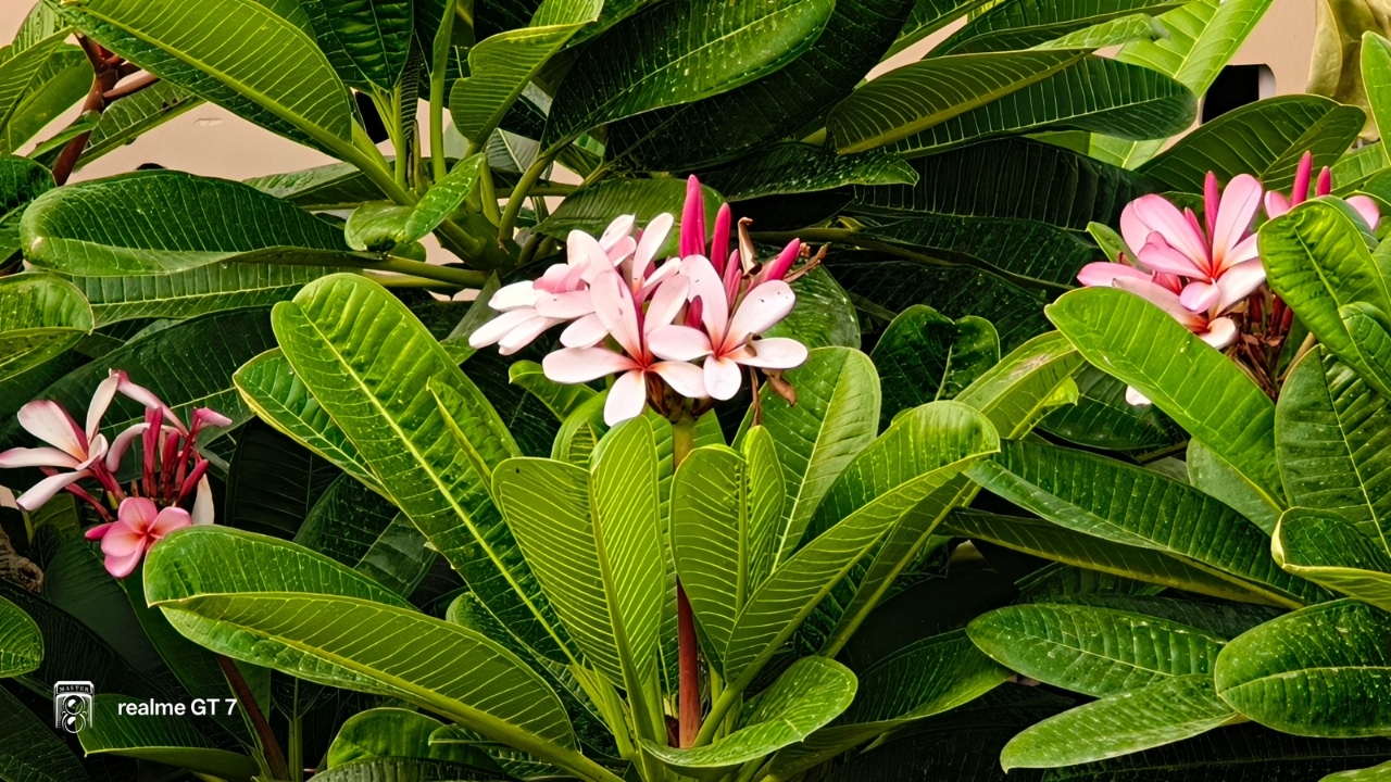 Realme Gt 7 10x zoom