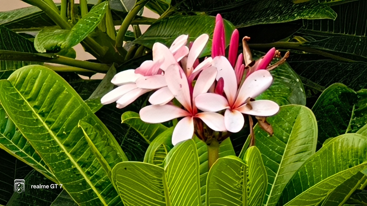 Realme Gt 7 20x zoom