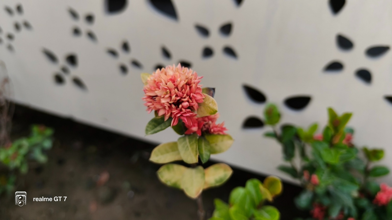 Realme Gt 7 crisp style