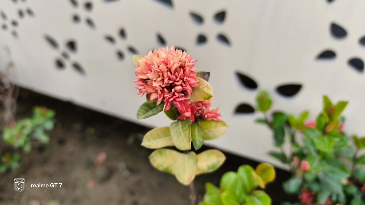 Realme Gt 7 vibrant style