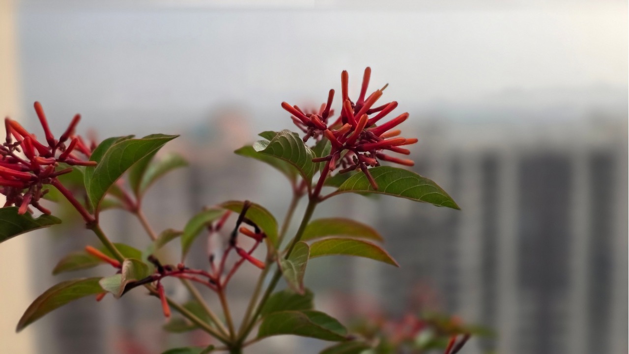 Samsung Galaxy S25 Edge portrait