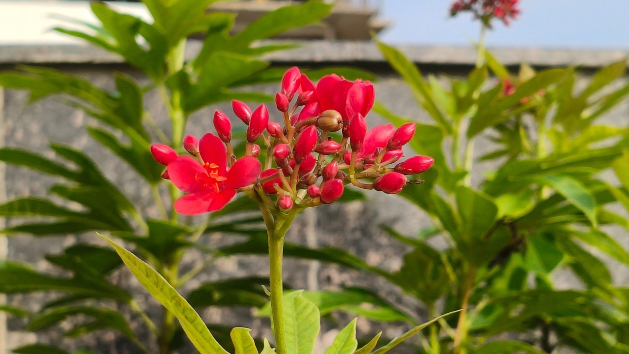 Oppo Reno 14 plant shot