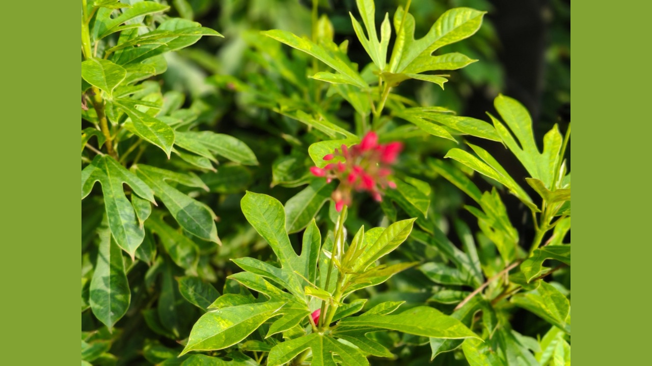 Oppo Reno 14 portrait