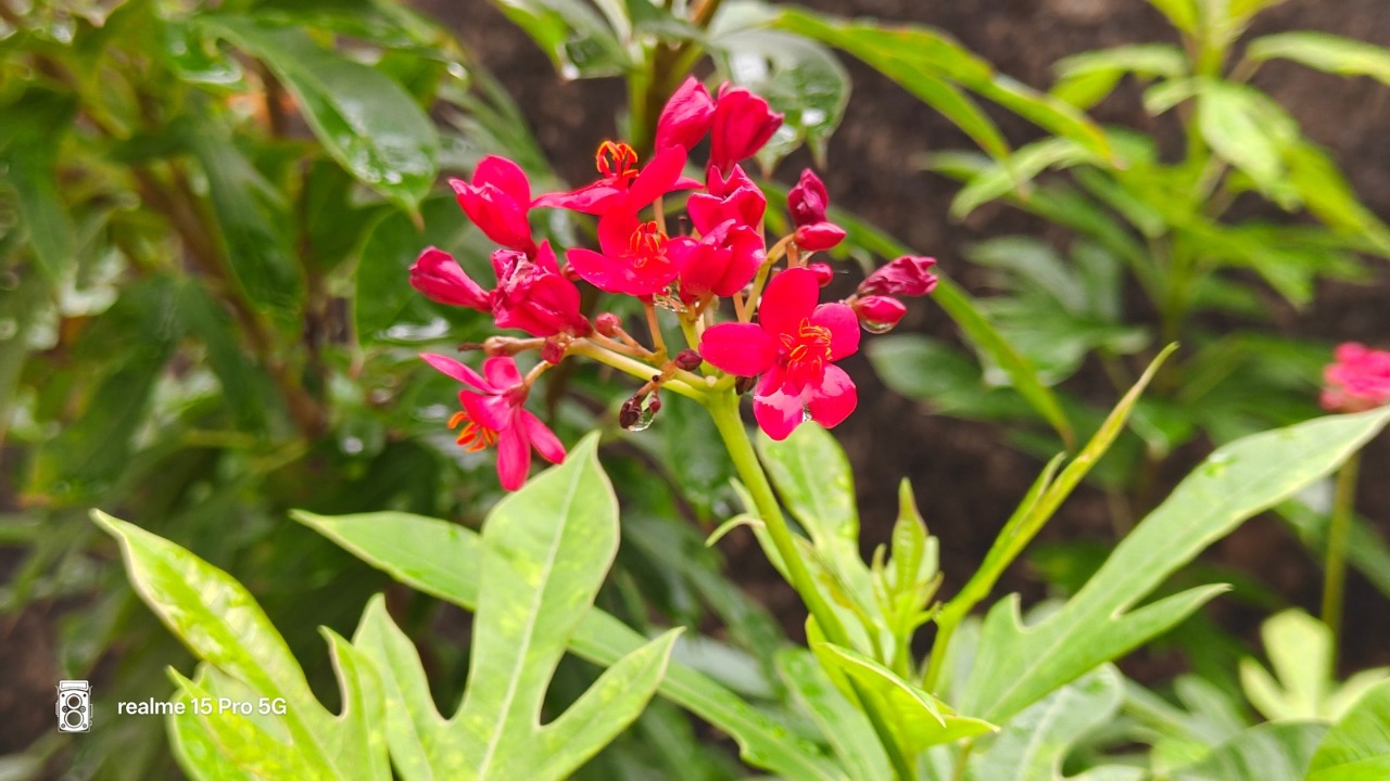 Realme 15 Pro 5G outdoor shot