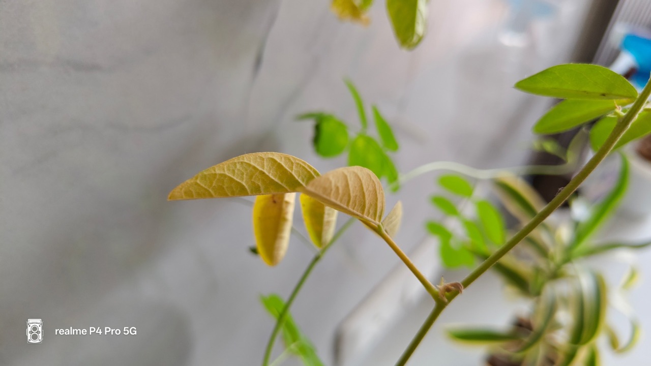 Realme P4 Pro indoor