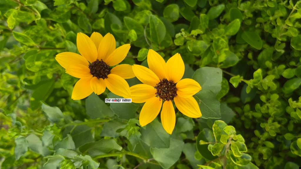 Samsung Galaxy S25 FE camera potrait shot