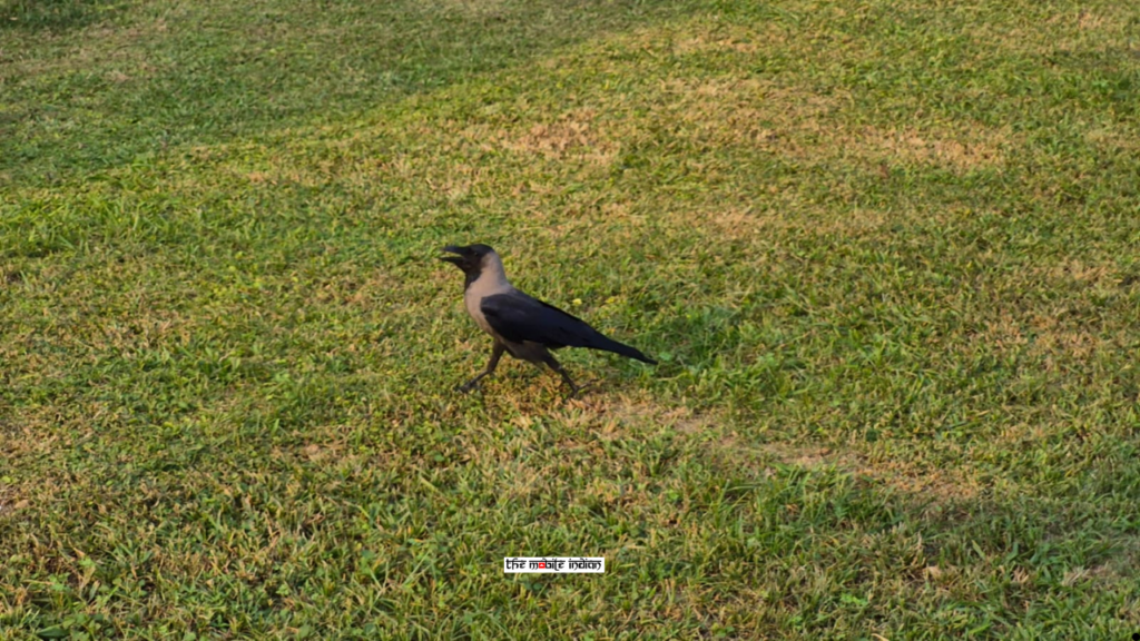 Samsung Galaxy S25 FE camera sample